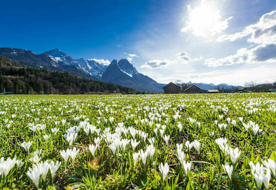 Frühling in Bayern: Krokuswiese bei Garmisch mit Alpspitz und Waxenstein