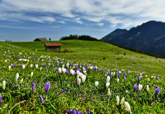 Krokuswiese in den Alpen