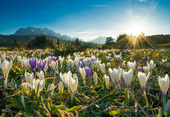 Frühling in Bayern: Krokuswiese bei Krün