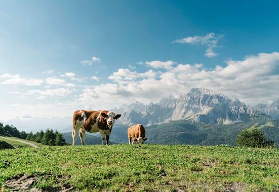 Dolomiten: Kühe auf der Klammbachalm in Südtirol