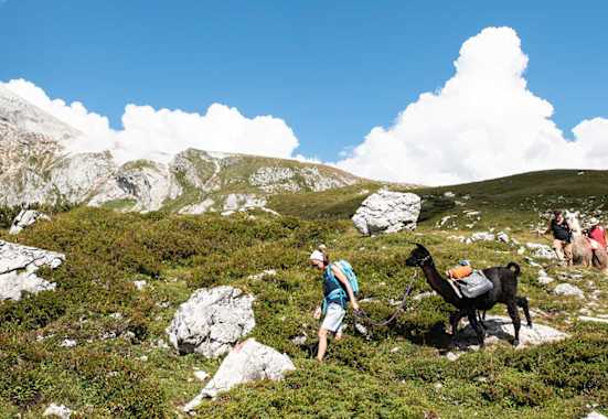 Wandern mit Alpakas und Lamas