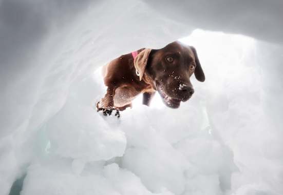 Hund schaut in ein Schneeloch