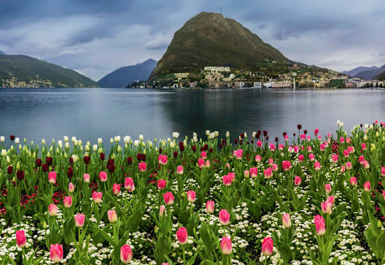 Tulpen am Luganersee