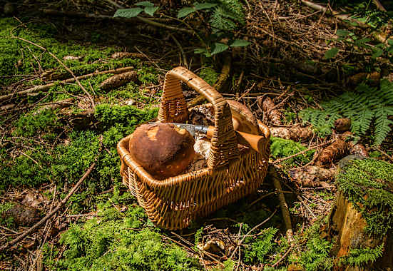Pilze sammeln Gesetze
