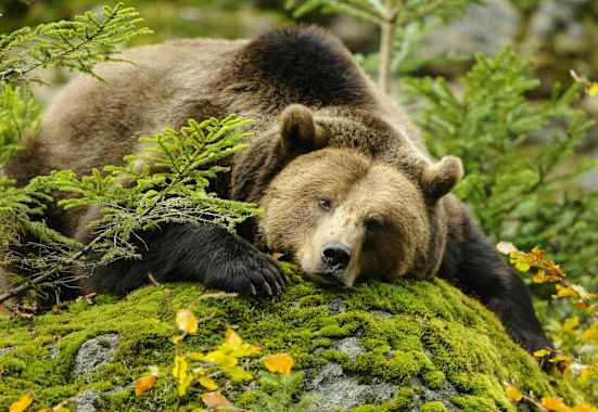 Europäischer Braunbär Welttierschutztag