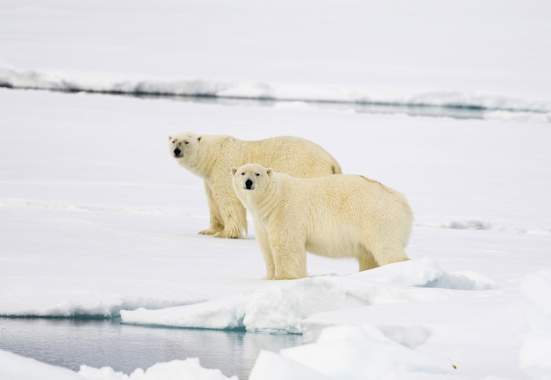 Eisbären Welteisbärentag