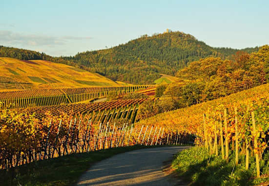 Die Weinberge und die Yburg in Baden Württemberg im goldenen Herbst. 