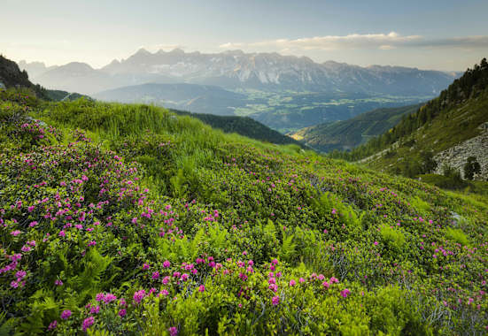 Ausblick auf das Dachsteinmassiv über dem Steirischen Ennstal