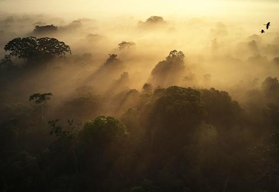 Regenwald in Ecuador