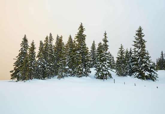 Eingeschneite Bäume im Abendlicht: Romantische Stimmung am Hochwechsel (1.743 m) in Niederösterreich