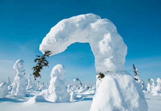Gebogene Bäume durch Schnee in Kuntivaara, Finnland 