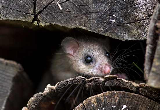 Siebenschläfer, Siebenschläfertag