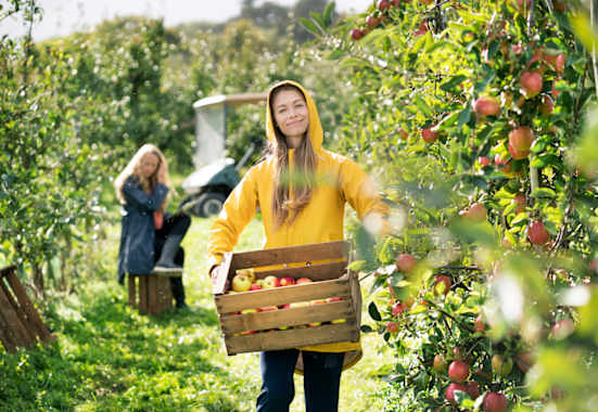 Apfelernten entlang des Apfelwegs in Südtirol
