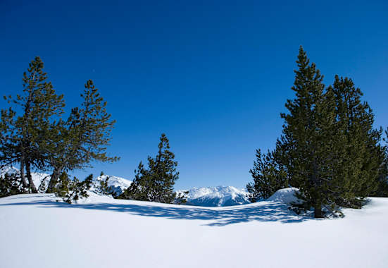 Skitourengehen im lichten Waldgelände in der Kärntner Goldberggruppe 