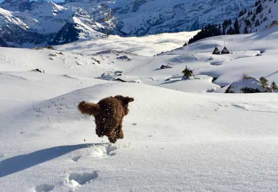 Völlig schwerelos scheint der gefellte Vierbeiner über die Schnellandschaft zu schweben, Kanton Uri, Schweiz