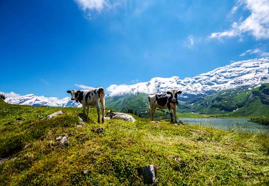 Wandern in der Zentralschweiz: Kühe entlang der Tour zum Engstlensee