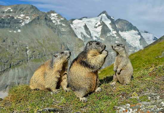 Berg-Know-How: Tiere der Alpen