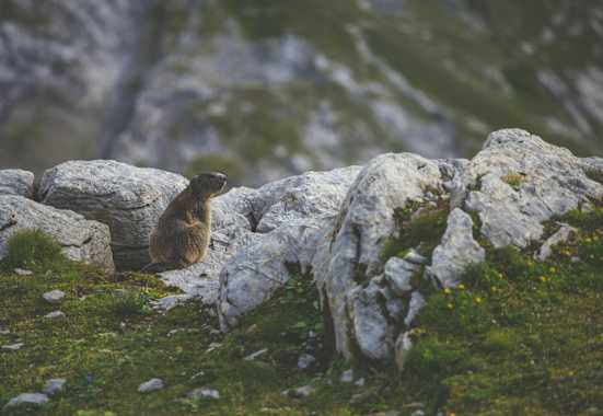 Murmeltiere hautnah erleben – in heimischen Nationalparks ist das keine Seltenheit.