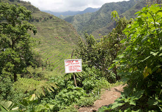 Wandern zwischen Reisfeldern auf den Philippinen