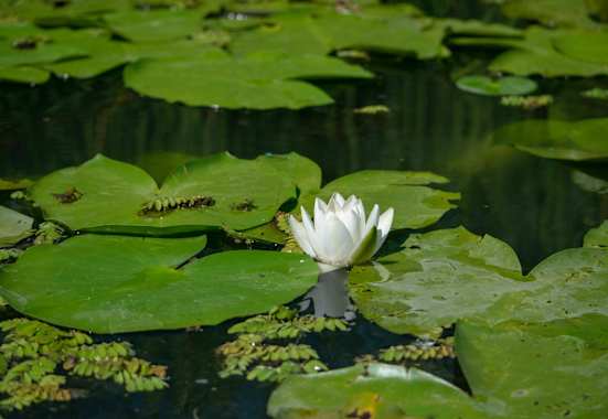 Am Spechtensee findet man die Weiße Seerose.