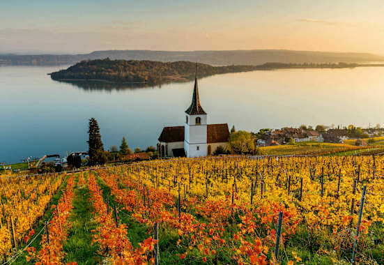 Rebberge am Bielersee mit Blick auf die St. Petersinsel in Bern
