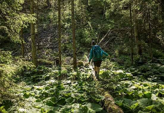 Eine Frau balanciert über einen vermoosten Baumstamm.