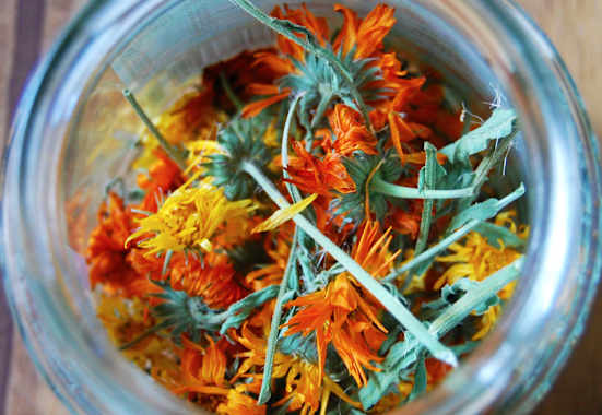 Ringelblumenblüten: Zutat für Salbe