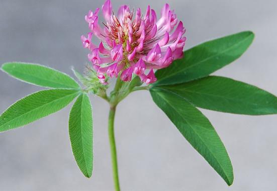 Rotklee: Aus den Blüten kann man einen herrlichen Sirup zaubern