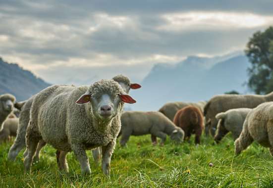 Schafe hüten auf dem Durannuhof im Wallis