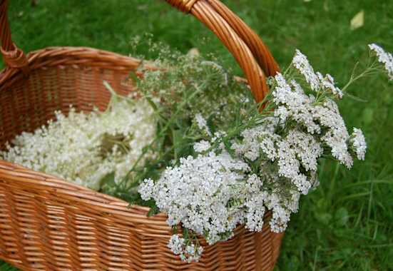 Selbstgemacht: Wilde Wiesenlimonade