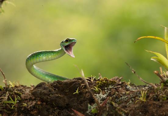 Die Satinierte Papagei Schlange ist in unseren Gefilden zwar nicht heimisch, schön anzusehen ist sie trotzdem – aber bitte nicht füttern