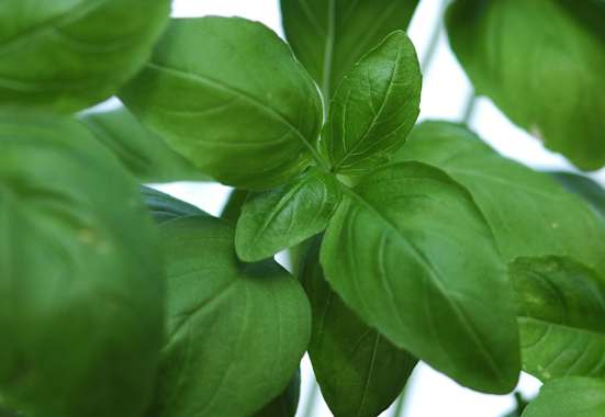 Basilikum
