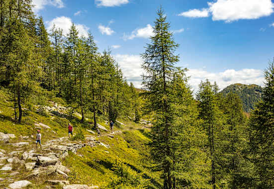 Eine Familie wandert an Bäumen vorbei.
