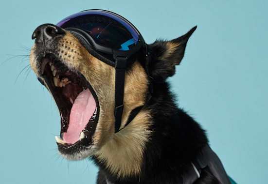 Mode für Hunde Hundebrille Rex Specs V2