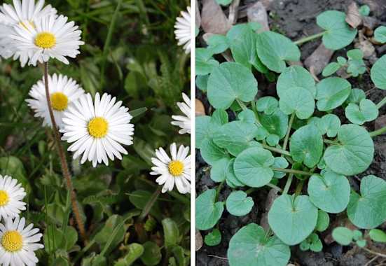 Die ersten Frühlingsboten: Gänseblümchen (links) und Scharbockskraut