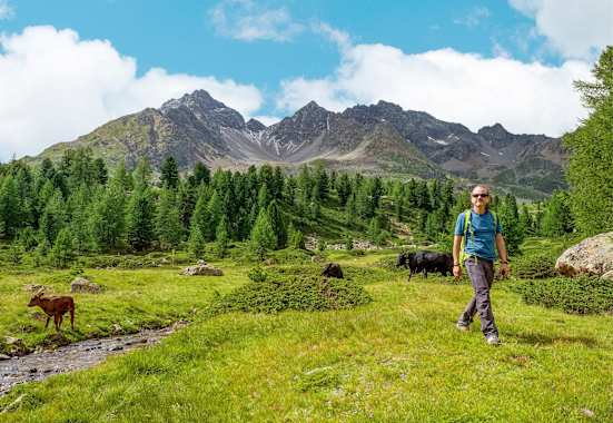 Kühe auf der Weide.