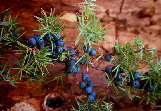 Selbstgemacht: Wacholder-Öl