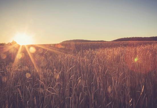 Weizenfeld in Baden-Württemberg: Rund um Tübingen