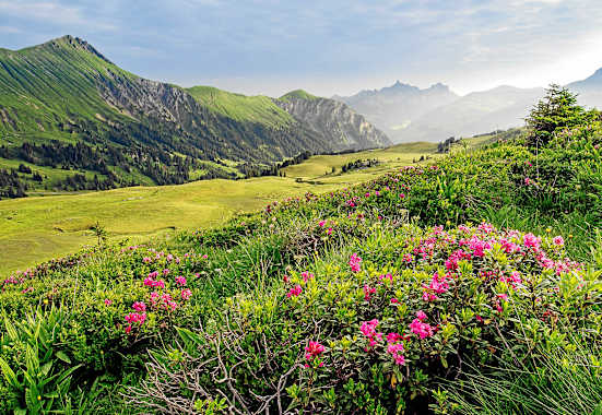 Simmental Lenk Berner Oberland