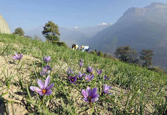 Safranblüten im Walliser „Safrandorf“ Mund