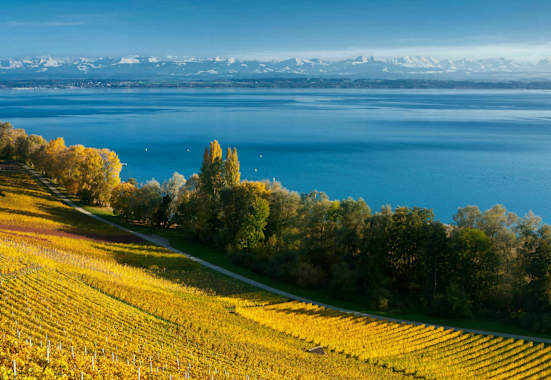 Rebberge und der tiefblaue Neuenburgersee mit Blick auf die Alpenkette