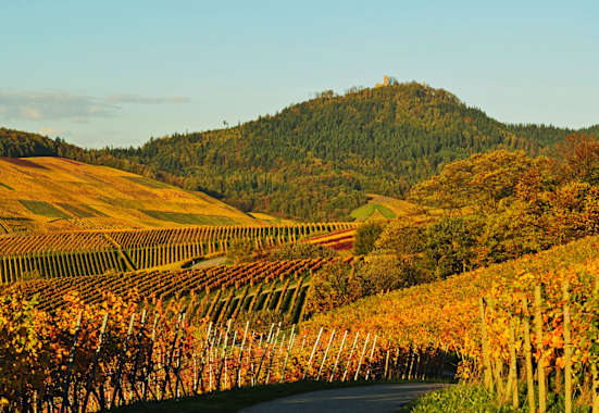 Wandern durch die Weinberge des Remstals in Baden-Württemberg