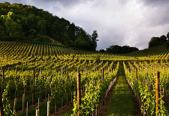 Rebberge in Baselland: Wanderung von Muttenz nach Pratteln bei Basel