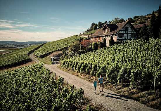 Die Weinberge im Thurgau in der Schweiz laden zu gemütlichen Spaziergängen ein.