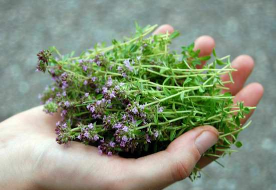 Wilder Oregano / Quendel