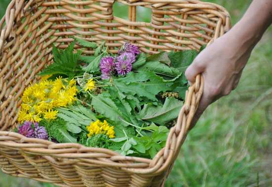 Outdoor-Apotheke: Wildkräuter