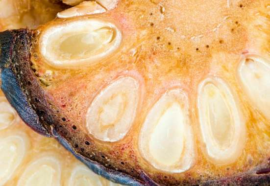 Zirben-Ernte: Hier gibt es den besten Zirbenschnaps