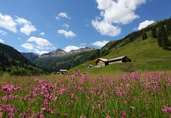 Ein Meer aus Blumen im Hubalmtal mit der Hubalm im Hintergrund