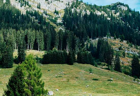 Die Kinkhütte ist Teil eines idyllischen Almdorfes mit dem Namen Hinteregger Alm, einer sogenannten Niedrigalm.