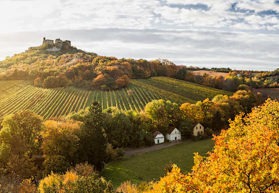 Weinberge in der Herbstsonne in Niederösterreich